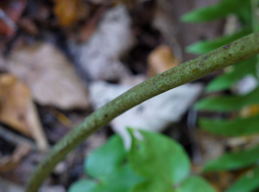 Actaea racemosa, Common Black Cohosh, Early Black Cohosh, Black Snakeroot, black bugbane