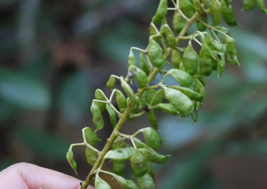 Actaea podocarpa, Mountain Black Cohosh, American Cohosh, Late Black Cohosh