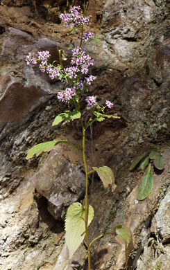 image of Symphyotrichum cordifolium, Heartleaf Aster, Common Blue Wood Aster