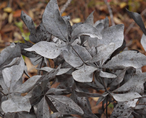 image of Baptisia bracteata, Creamy Wild Indigo