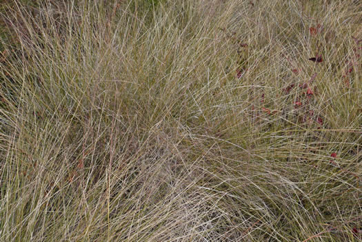image of Muhlenbergia capillaris, Pink Muhlygrass, Upland Muhly, Hair-awn Muhly, Hairgrass