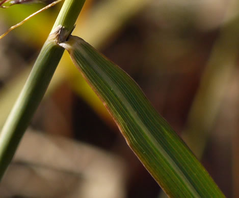 image of Sorghastrum elliottii, Elliot's Indiangrass, Slender Indiangrass, Nodding Indiangrass