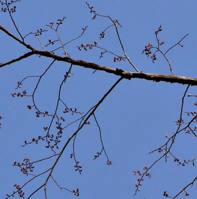 image of Ulmus alata, Winged Elm