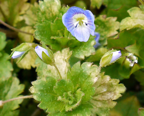 image of Veronica persica, Bird's-eye Speedwell