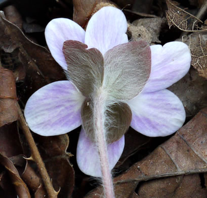 Hepatica americana, Round-lobed Hepatica, Round-lobed Liverleaf