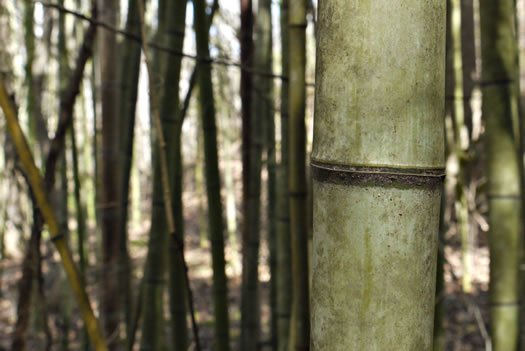 image of Phyllostachys bambusoides, Giant Timber Bamboo, Japanese Timber Bamboo