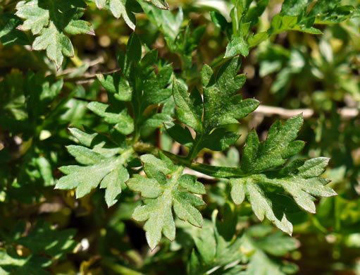 image of Artemisia vulgaris, Mugwort, Felon Herb