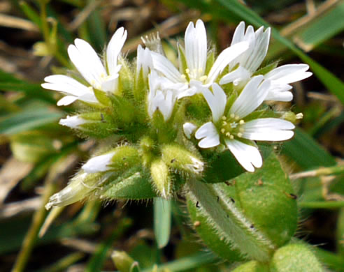 image of Cerastium glomeratum, Sticky Mouse-ear, Sticky Chickweed, Sticky Mouse-ear Chickweed