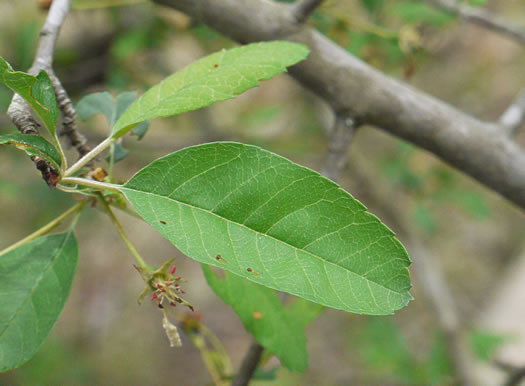 image of Malus angustifolia, Southern Crabapple, Wild Crabapple