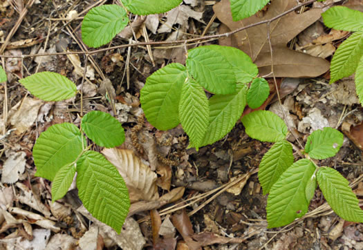 image of Ostrya virginiana, American Hop-hornbeam, Ironwood, Eastern Hop-hornbeam, Leverwood