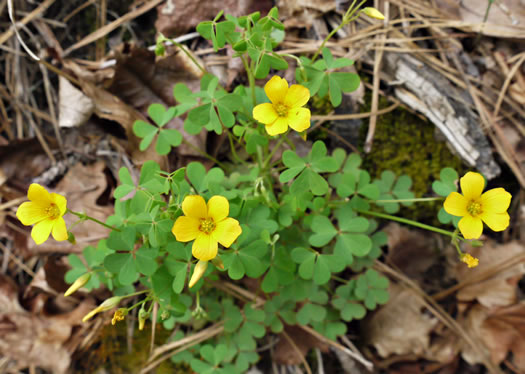 image of Oxalis colorea, Small's wood-sorrel, Tufted Yellow Wood-sorrel, (NOT Sadie Price’s Yellow Wood-sorrel)