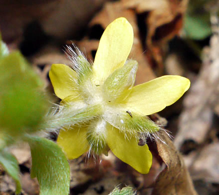 sepals or bracts of Ranunculus hispidus, Hispid Buttercup, Hairy Buttercup