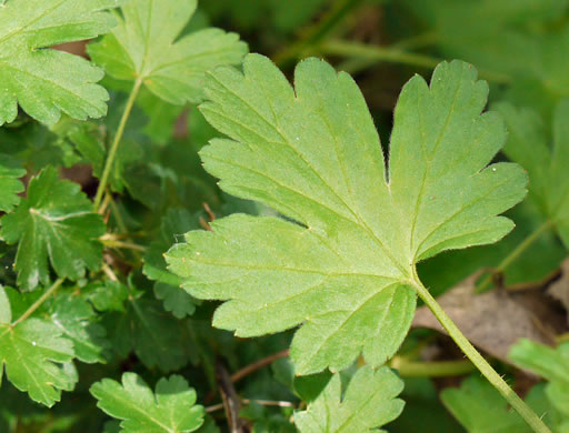 image of Ribes echinellum, Miccosukee Gooseberry, Spiny Gooseberry, Florida Gooseberry