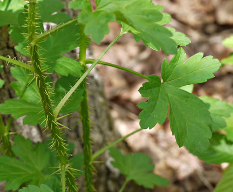 image of Ribes echinellum, Miccosukee Gooseberry, Spiny Gooseberry, Florida Gooseberry