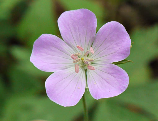 Wild Geranium