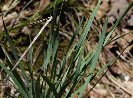 Sisyrinchium albidum, Pale Blue-eyed-grass, White Blue-eyed-grass