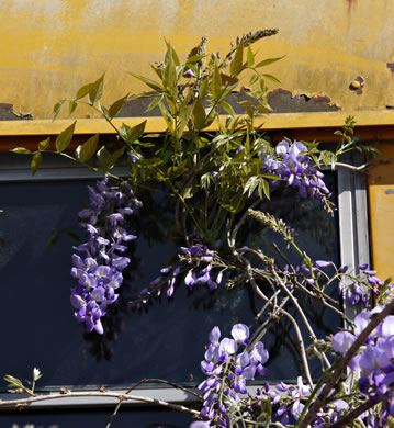 image of Wisteria sinensis, Chinese Wisteria