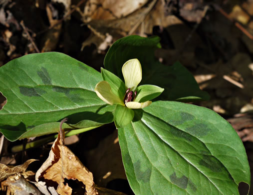 image of Trillium discolor, Pale Yellow Trillium, Faded Trillium, Small Yellow Toadshade, Savannah River Trillium