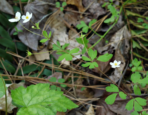 Enemion biternatum, False Rue-anemone, Isopyrum