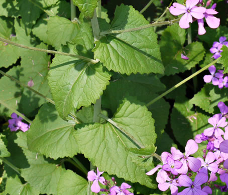 image of Lunaria annua, Money Plant, Annual Honesty, Silver-dollar Plant