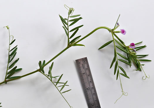 image of Vicia sativa ssp. nigra, Narrowleaf Vetch, Garden Vetch