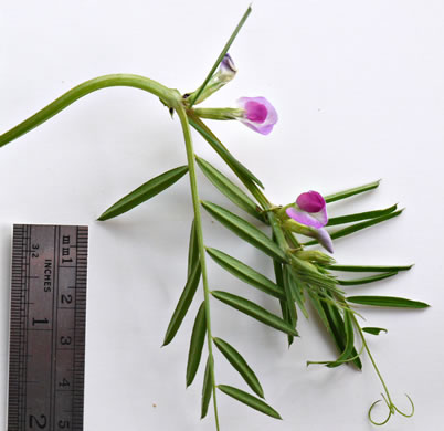 image of Vicia sativa ssp. nigra, Narrowleaf Vetch, Garden Vetch