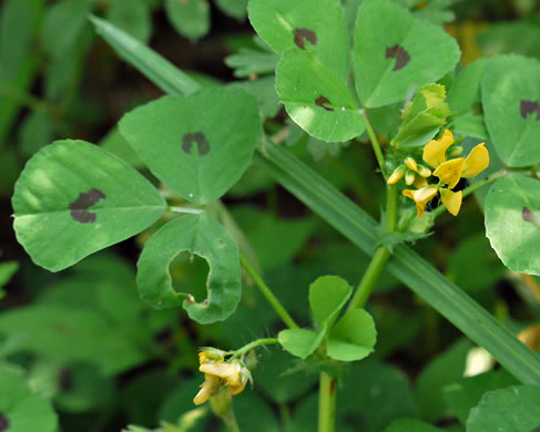 image of Medicago arabica, Spotted Medick, Spotted Bur-clover