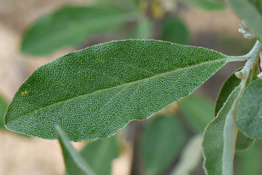 image of Elaeagnus umbellata, Autumn-olive, Spring Silverberry, Oriental Silverleaf