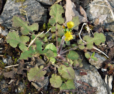 Youngia japonica, Asiatic Hawksbeard, Youngia, Japanese Crepis, Oriental False Hawksbeard