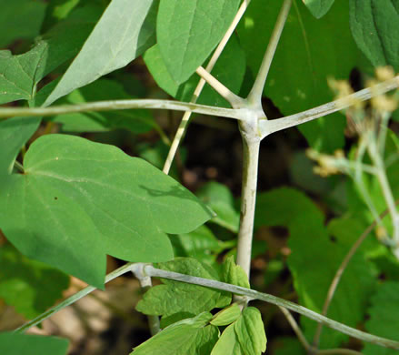 image of Caulophyllum thalictroides, Common Blue Cohosh, Papooseroot, Green Vivian