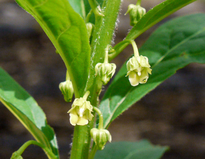 image of Cubelium concolor, Eastern Green-violet