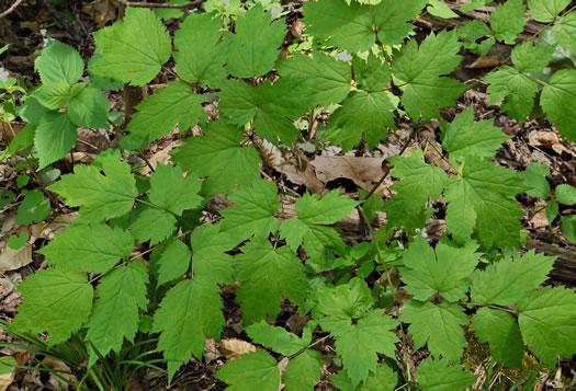 image of Actaea racemosa, Common Black Cohosh, Early Black Cohosh, Black Snakeroot, black bugbane