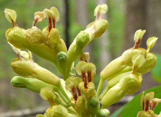 Aesculus flava, Yellow Buckeye