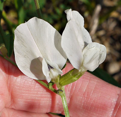 image of Vicia grandiflora, Bigflower Vetch, Large Yellow Vetch