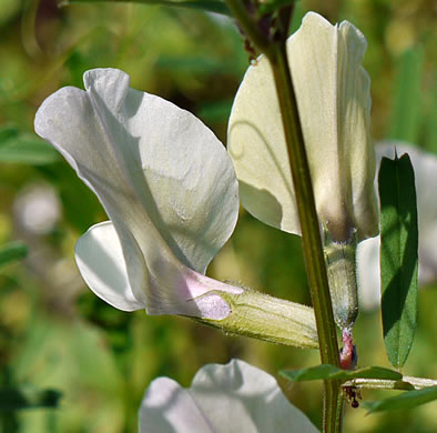 image of Vicia grandiflora, Bigflower Vetch, Large Yellow Vetch