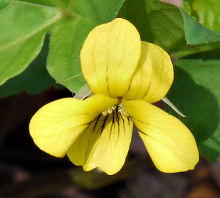image of Viola eriocarpa, Smooth Yellow Forest Violet, Smooth Yellow Violet