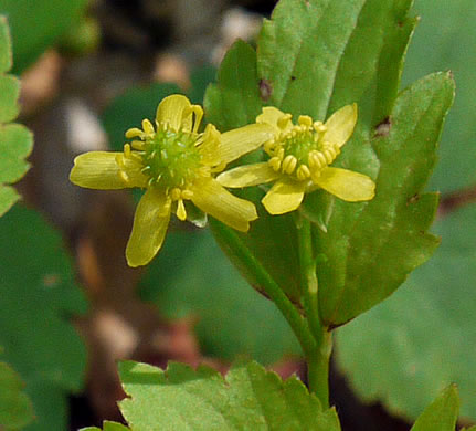 flower of Ranunculus recurvatus var. recurvatus, Hooked Buttercup, Hooked Crowfoot
