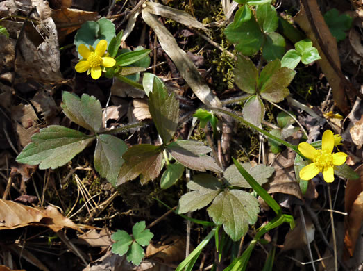 image of Ranunculus fascicularis, Early Buttercup, Thick-root Butterdup