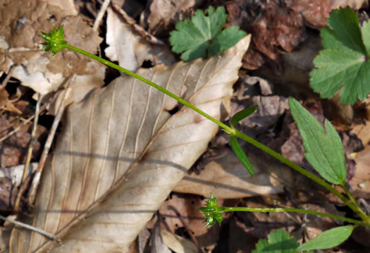 image of Ranunculus fascicularis, Early Buttercup, Thick-root Butterdup