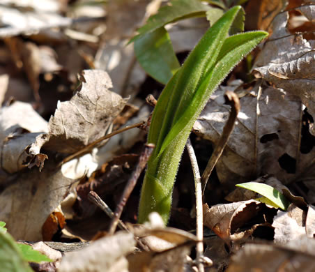 image of Cypripedium acaule, Pink Lady's Slipper, Mocassin Flower