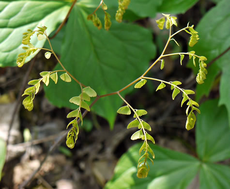 image of Adiantum pedatum, Northern Maidenhair Fern