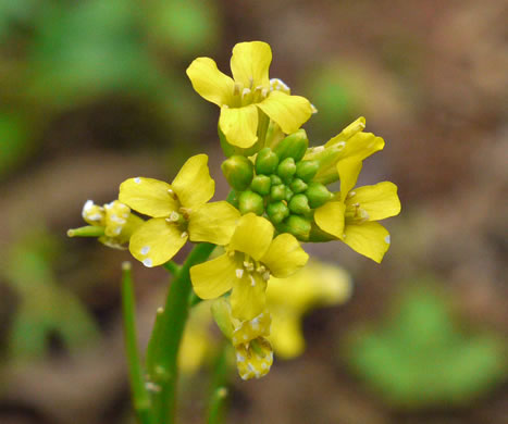 flower of Barbarea vulgaris, Yellow Rocket-cress, Common Winter-cress, Yellow Rocket, Creasy
