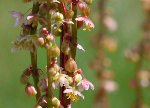 image of Acetosa hastatula, Wild Dock, Heartwing Dock, Sourgrass, Heartwing Sorrel