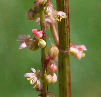 image of Acetosa hastatula, Wild Dock, Heartwing Dock, Sourgrass, Heartwing Sorrel