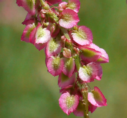 image of Acetosa hastatula, Wild Dock, Heartwing Dock, Sourgrass, Heartwing Sorrel