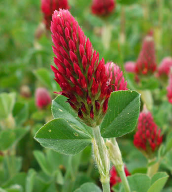 flower of Trifolium incarnatum, Crimson Clover