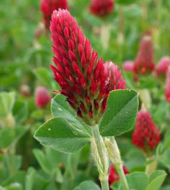 image of Trifolium incarnatum, Crimson Clover