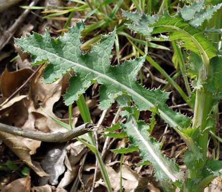 image of Sonchus asper, Prickly Sowthistle, Spiny-leaf Sowthistle
