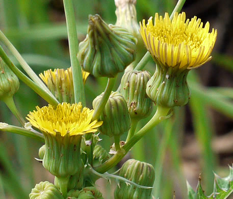 Sonchus asper, Prickly Sowthistle, Spiny-leaf Sowthistle