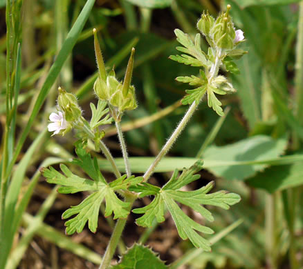 image of Geranium carolinianum, Carolina Cranesbill